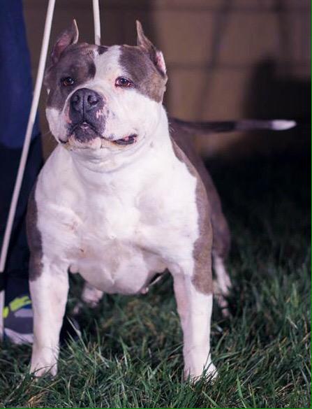 AlbertoTatto's tweet photo. Mamba 4 ańos y medio #americanbully http://t.co/fCR9pP8hGr