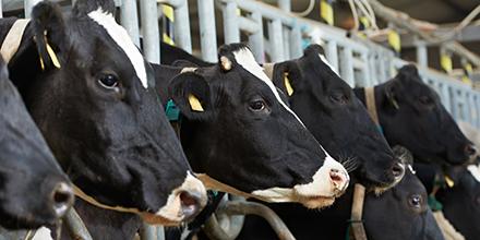 Boer zoekt Wajonger groot succes. ‘Er is structuur en rust op de boerderij’. UWV Perspectief: bit.ly/1L9yW7d