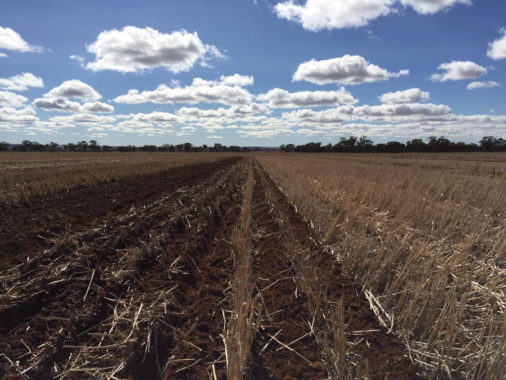 Neil_Cordingley's tweet photo. Seeding barley with the tine machine, back to discs this afternoon at the #wantfa long term site @WANTFA_farming http://t.co/7SvCsPDjm9