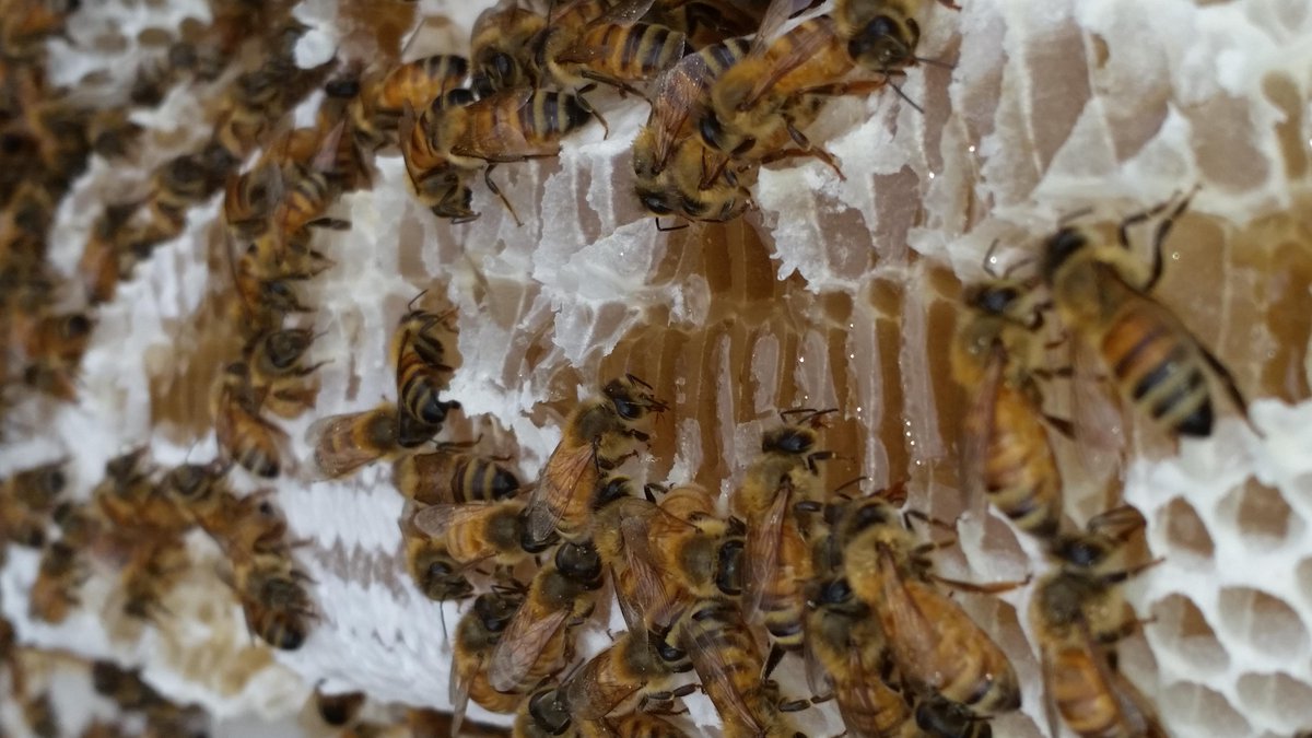 HumHoney's tweet image. Our beautiful bees on honeycomb. Always working! #beesatwork