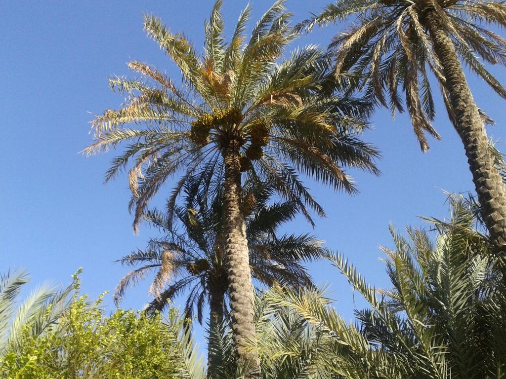 wadialqnoot's tweet photo. @wadialqnoot 
نظرا لوفرة المحصول وجودته الى جانب عوامل الطقس ودرجات الحراره الملائمه 
#وادي_القنوت
#الحيل http://t.co/jxseVQHHb3