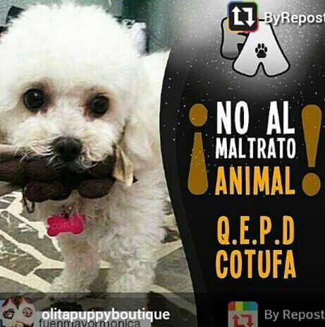 Yekagirl's tweet photo. #Todopets al infierno tienen que ir! justicia para cotufa 🐾 http://t.co/goulAcdeM6