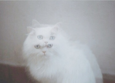 AleTzuki's tweet photo. Los feos ven doble.
Los feos ven doble. http://t.co/NxGM3cPCV3