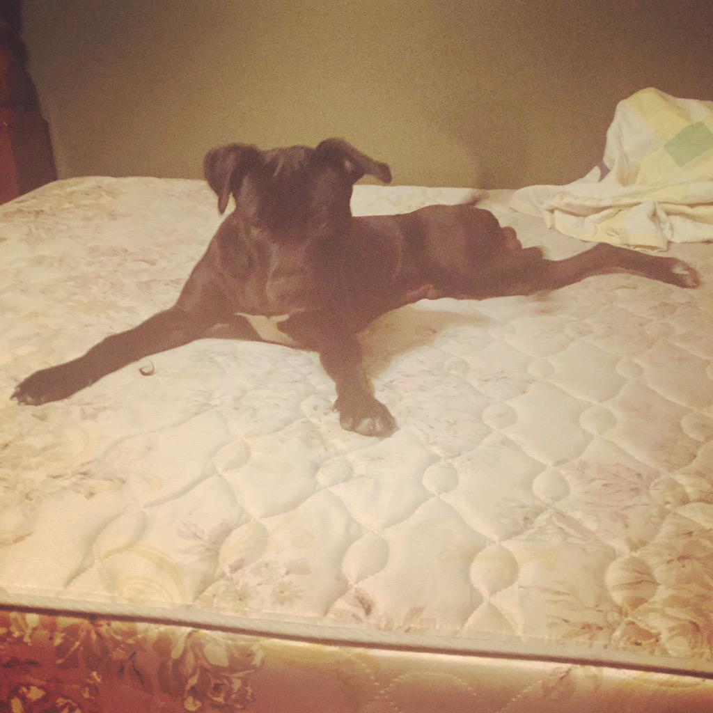 TRseay8's tweet photo. #pitbull #pitbulllove  #PitBullRescue  #DeadGame http://t.co/2ovLho1gy6