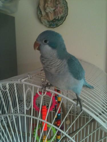 trackingpaws's tweet photo. #Missing Blue Quaker #Parrot in Waterbury #CT #USA | http://t.co/tMGf63CsnI http://t.co/Crcq7Onsed