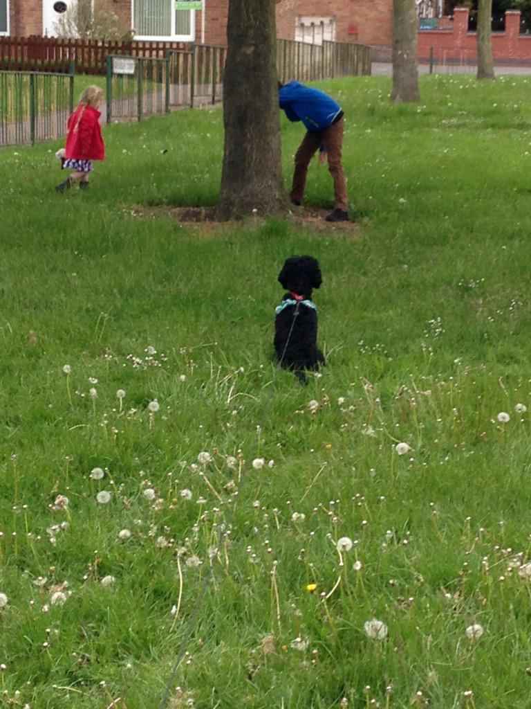 michelleOTderby's tweet image. #otcomm #greenspaces healthy active family fun