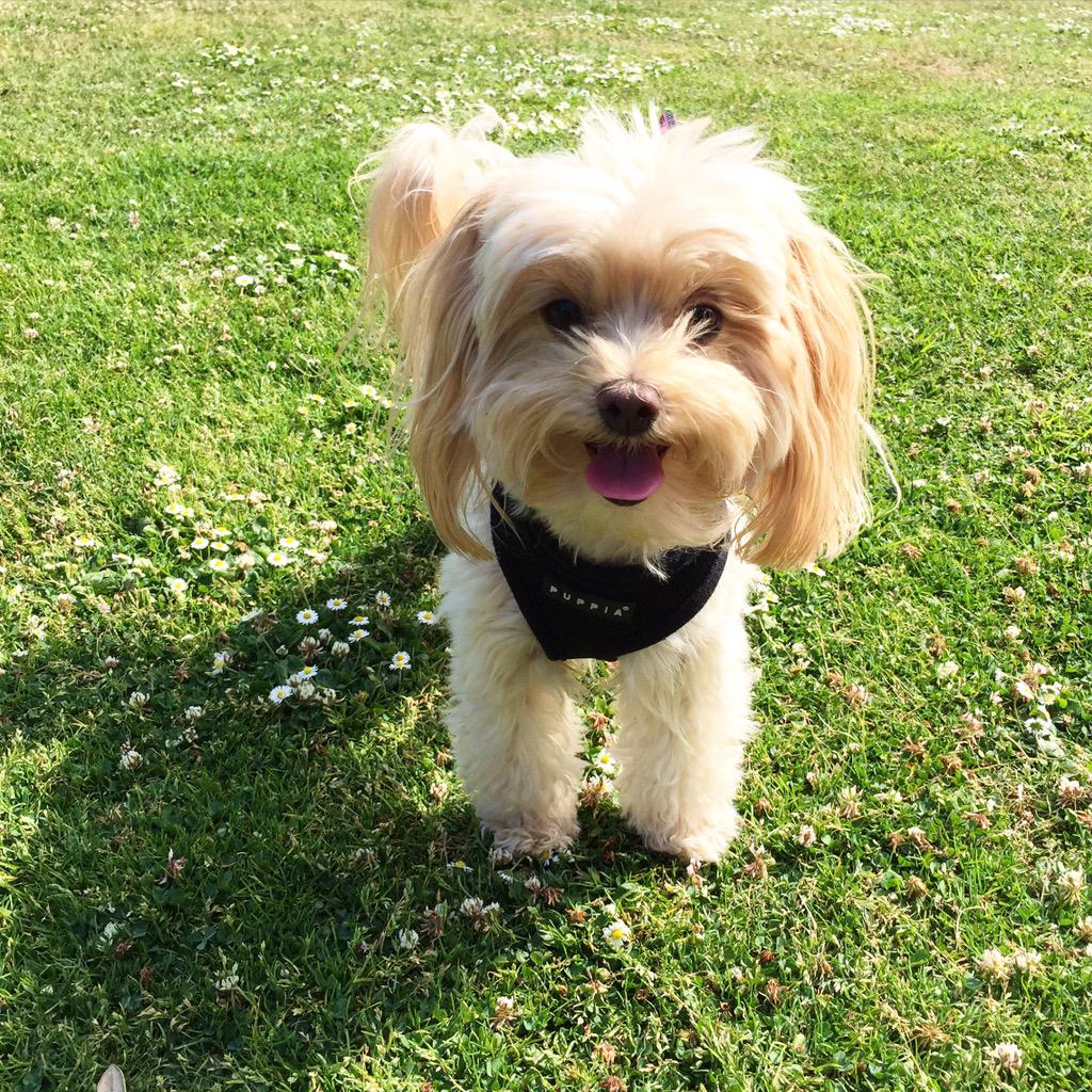 addiepup's tweet photo. happy pup #TongueOutTuesday http://t.co/TKKW2uMVd7