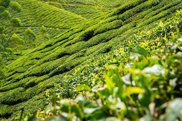 AndreaWhite666's tweet photo. The Benefits of Green Tea #EasyTipsForMen #Fitness #EasyTips #Beauty http://t.co/efQtaoJAnW http://t.co/RgHEyRvghv