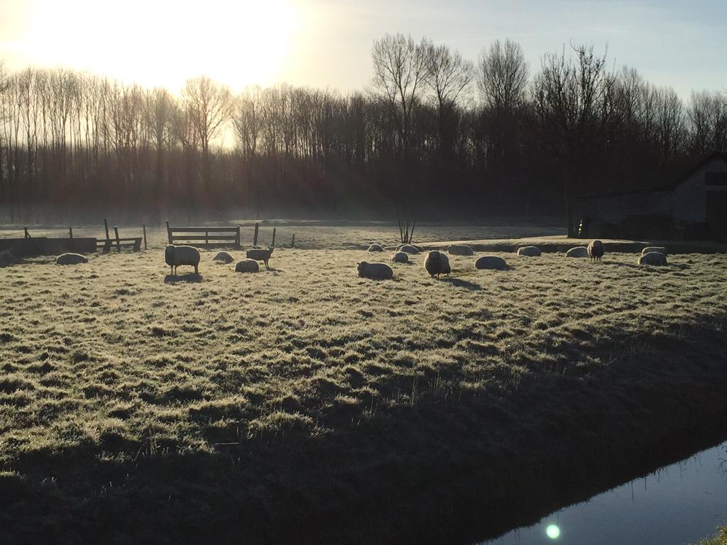 defabel's tweet image. Ochtend zon in Heerhugowaard