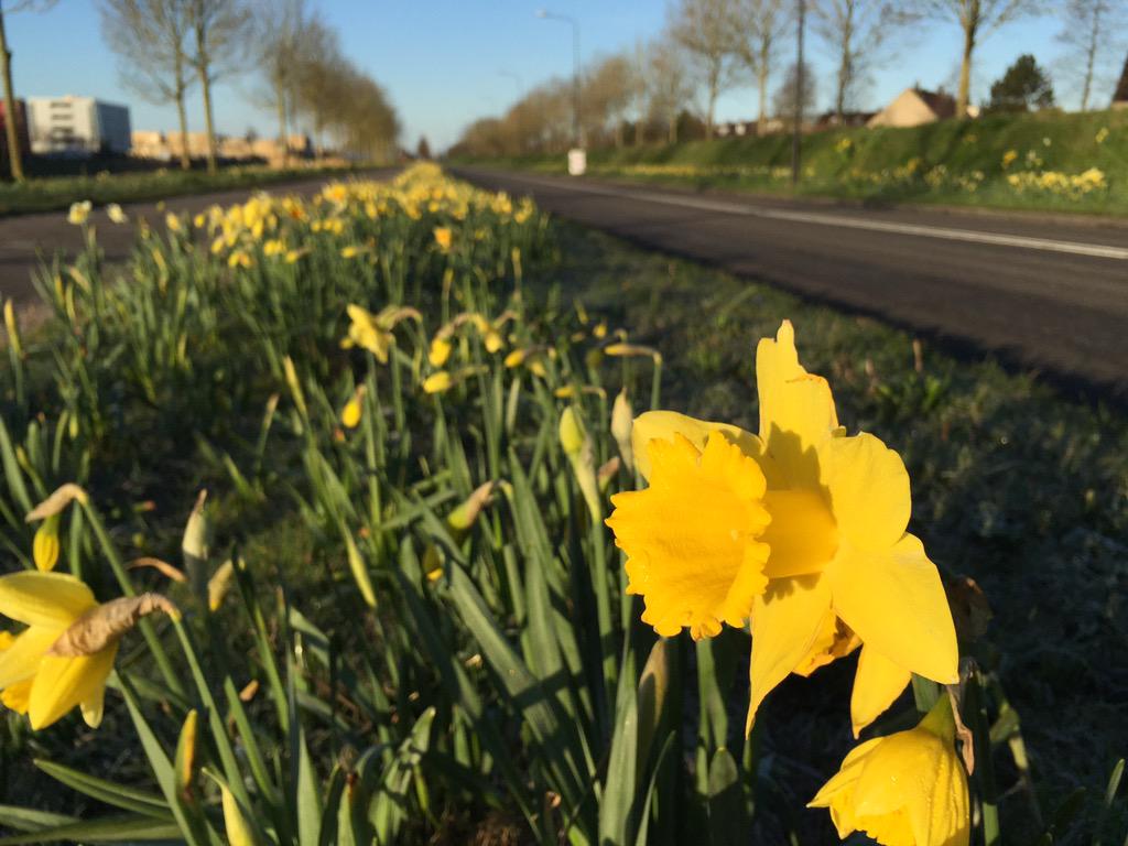 defabel's tweet image. Ochtend zon in Heerhugowaard