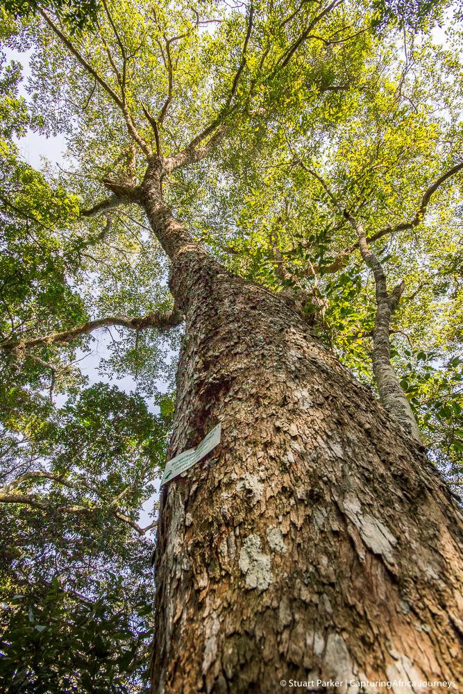 capturingafrica's tweet photo. Just one of the massive trees in the #Dlinza Forest near #Eshowe. Beautiful place for an afternoon walk. #ThisIsKZN http://t.co/4GvMBMX1xp