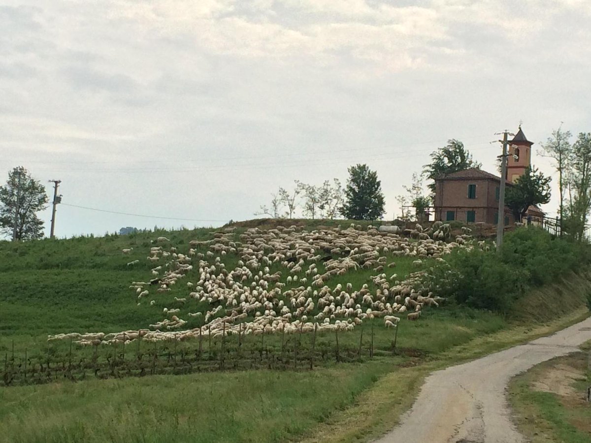 L_CurradoVietti's tweet photo. #LangaStyle cheese is arriving .time has different meaning here #barolo #langa http://t.co/rN6EM61sfe