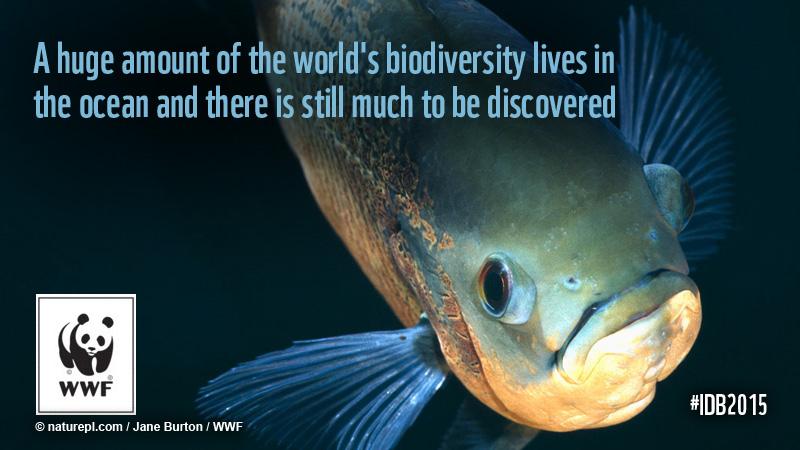 WWF's tweet photo. A huge amount of the world's #biodiversity lives in the sea and there is still much to be discovered. #IDB2015 http://t.co/npT9P7vLAZ