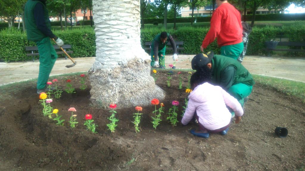 coordinadora11's tweet photo. Zinias para alegrar el parque Oliver @OliverLimpio http://t.co/geYCfLY1px