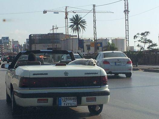 Bassel Ghorayeb tweet media