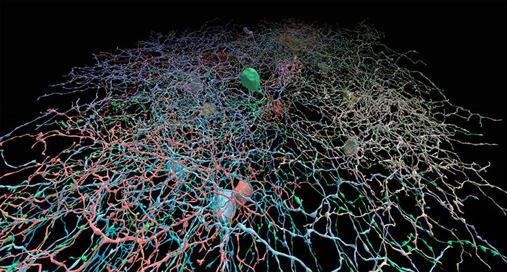 FrontNeurosci's tweet photo. "It's basically a Neuron Safari." Tracing Neurons in #EyeWire...now on the #Oculus rift! https://t.co/Gu2NO8jFl0 http://t.co/xTVhlLnujv