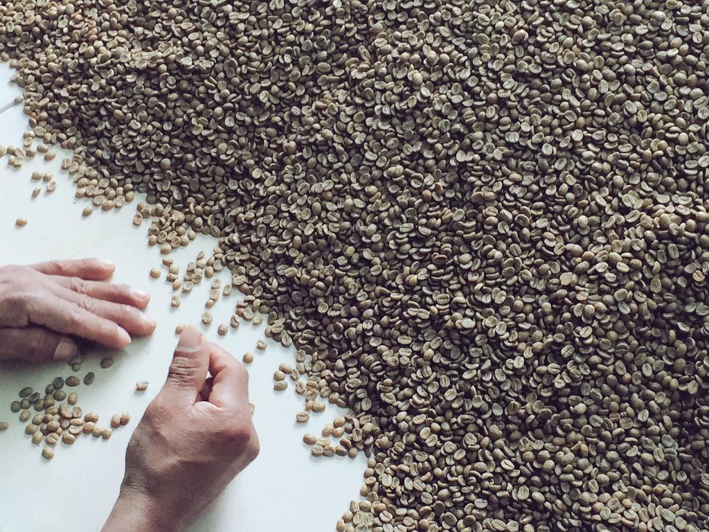 MattGacioch's tweet photo. Hand-sorting coffee beans for imperfections is some of the off-season work for specialty producers. #erbcoolproject http://t.co/6AQxSc3g5o