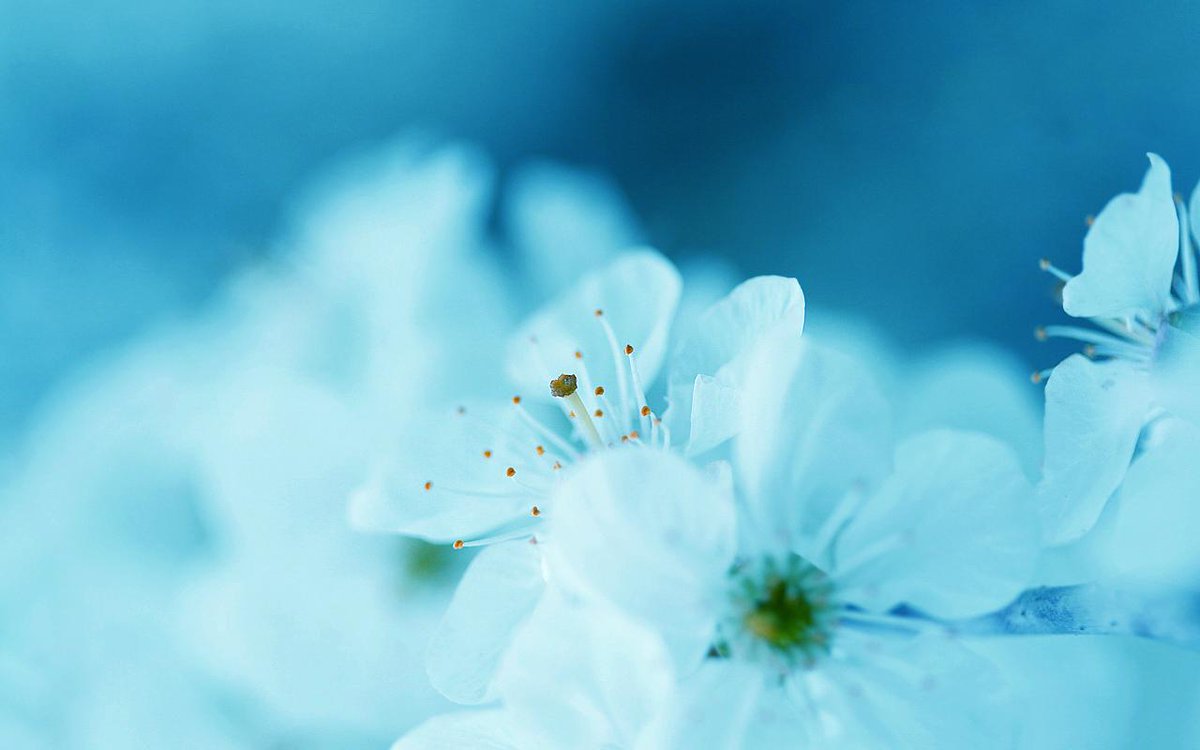 FloweJr's tweet image. Cherry blossom Junior