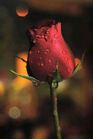 coffeebreak12's tweet photo. RT @MamsiRamzi https://t.co/RslqgUoKUM