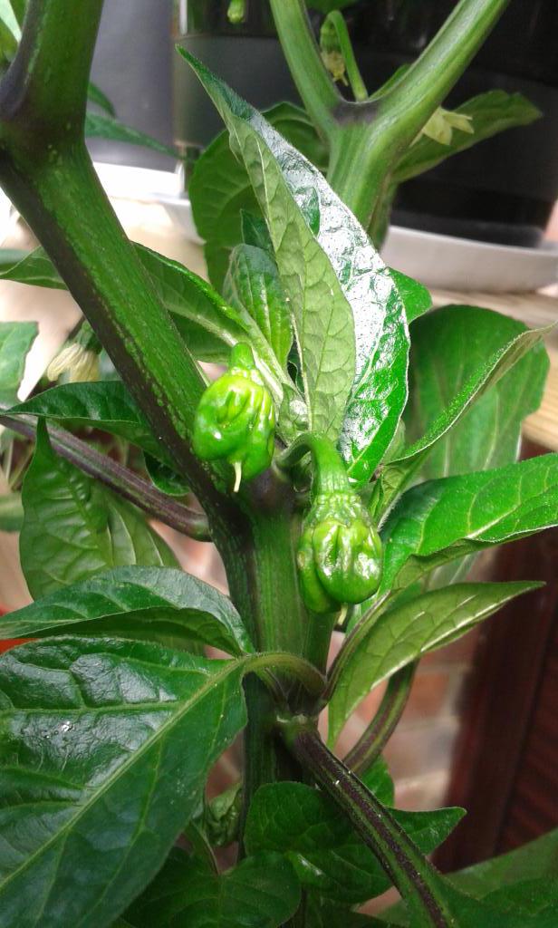 pandoraschilli's tweet photo. My first couple of Carolina reapers are here! http://t.co/KesWHb38NZ