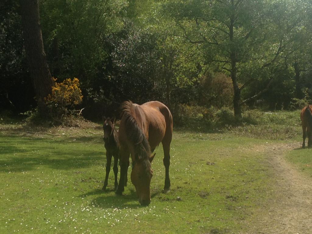 CycleX's tweet photo. We see you little foal! Watch out for the spring foals in the New Forest! #NewForest #foal #spring #horse http://t.co/qiM9goCUVP