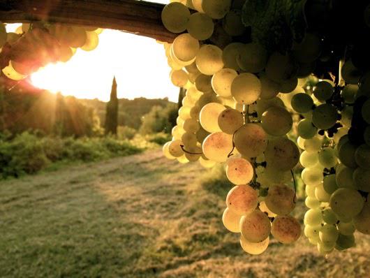 AlfioDiCosta's tweet photo. Si parla spesso di vini #Siciliani eppure pochi conoscono il #BiancoDiNera dal profumo delicato, leggermente fruttato http://t.co/gDij0TorGF
