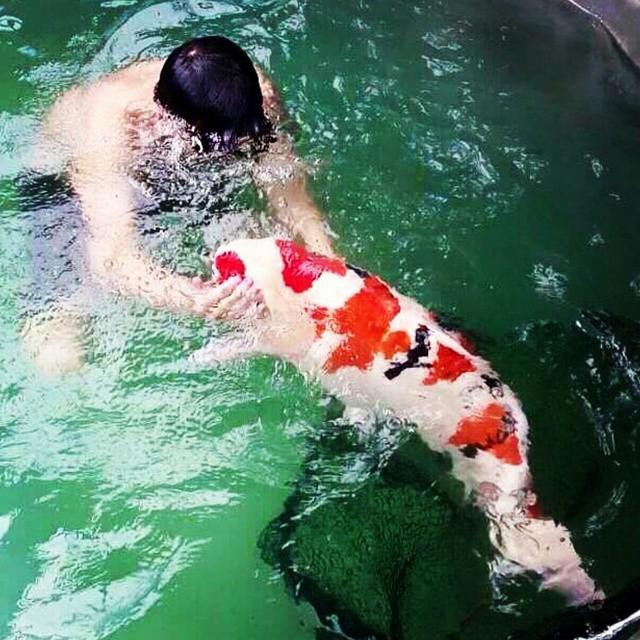 Akvaristan's tweet photo. #akvaristan #aquarium #akvaryum #aquarien Lets Swim! ~ Unknown Owner
#gosanke #koi #justgosanke #fish #koilover #fi… http://t.co/9HSz4UGDiL
