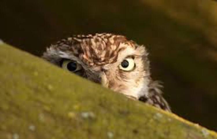 When you're in the house and the window cleaner comes. Cut to awkwardly trying to run and hide in different rooms.