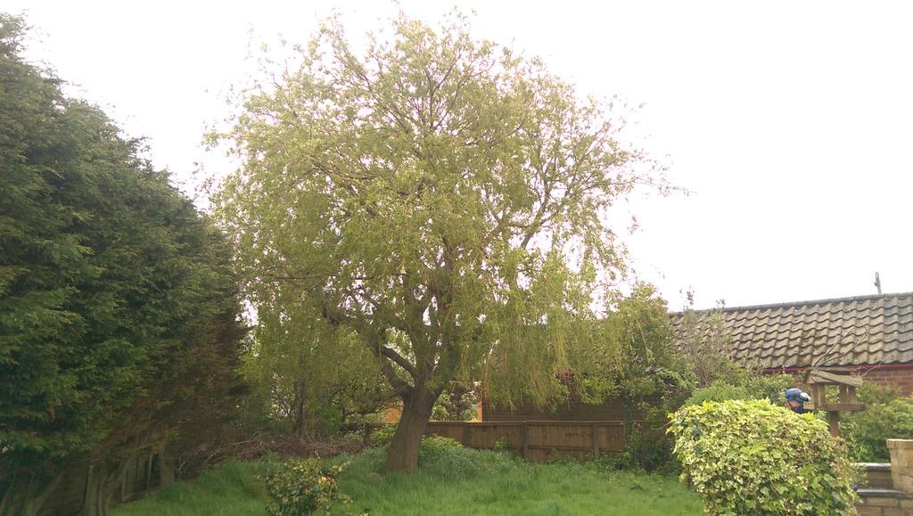 CromwellForest's tweet photo. Quick willow re-pollard this morning #treesurgeon #cromwellforestryltd #pollard 
http://t.co/CAujIQDLM1 http://t.co/lORePSxOaN