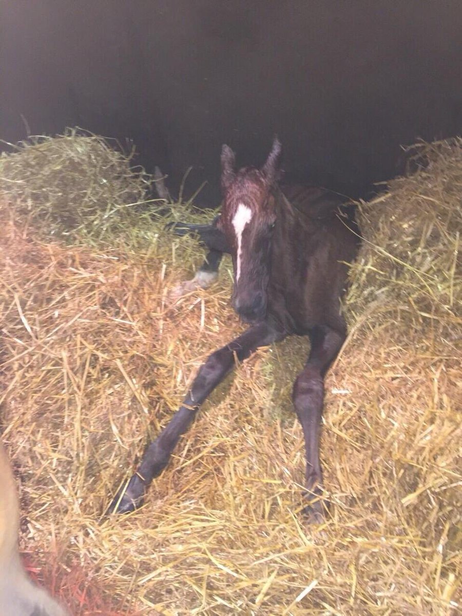 ChristopherMRSt's tweet photo. Another #chillibaby arrived this morning! Not Surprisingly, chestnut with a white face! http://t.co/6dLGcPehnL