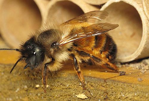 desirelandeire's tweet photo. The solitary bee found on our #lifelineprojectbi #beehunting expedition was an Osmia Bicornis! http://t.co/Ab1kEddPlV http://t.co/4SYY2sBfQ5