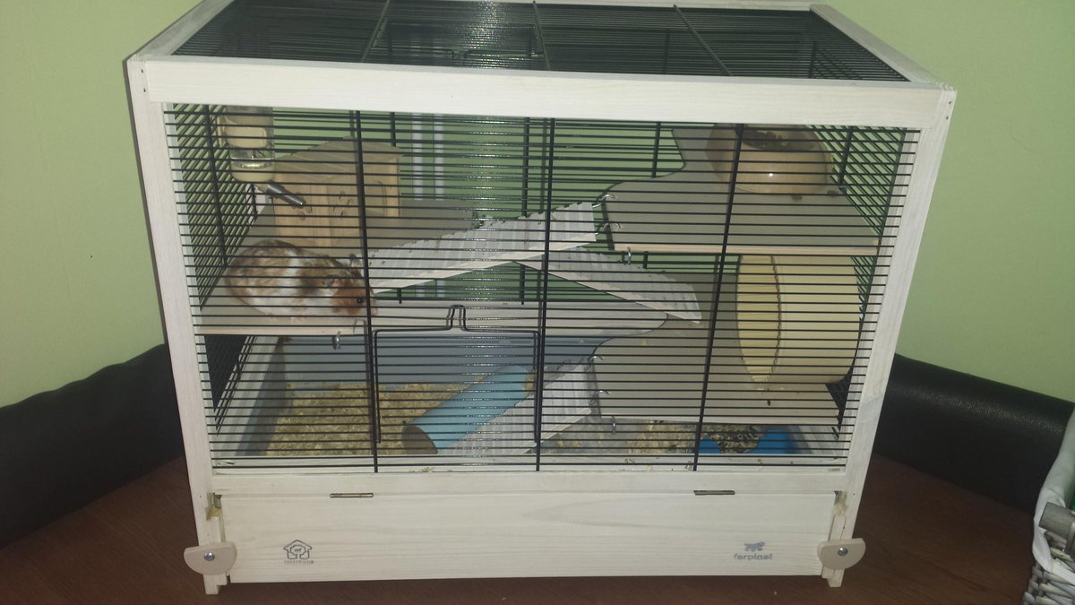 Discrimineren Verbeteren Tub aquapet on Twitter: "Max the Hamster loving his life in his new Ferplast  Hamsterville!! http://t.co/mMLajpaj1R #hamster #pets  http://t.co/NBsEy31Bma" / Twitter