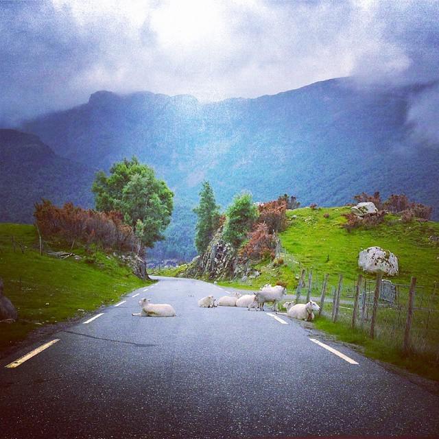 #norway#stavanger#giljastølen #southofnorway #nature#mountains#morning#road#mymemory #mytriptonorway#campingtrip #n…