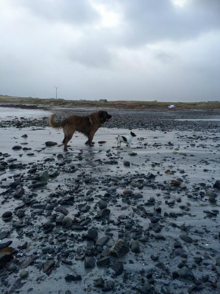 NavajoBirdsong's tweet photo. #Draco &amp; #Grendel the #JR final #dogscape! #orkney #landscape #cheapcameralovelyplace @landscapes365 http://t.co/0EhJTT0v8v