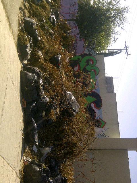 cesar60451825's tweet photo. @RCInfo7 en paraje san jose en garcia ay foco de infeccion basura por las entradas del sector rio http://t.co/6JfuSZmWHa