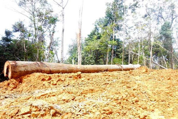 MongabayID's tweet photo. Komnas HAM ungkap ketidakselarasan UU terkait hutan dan masyarakat adathttp://ow.ly/NdxFF @infobalikpapan http://t.co/TGGVcdqwFc