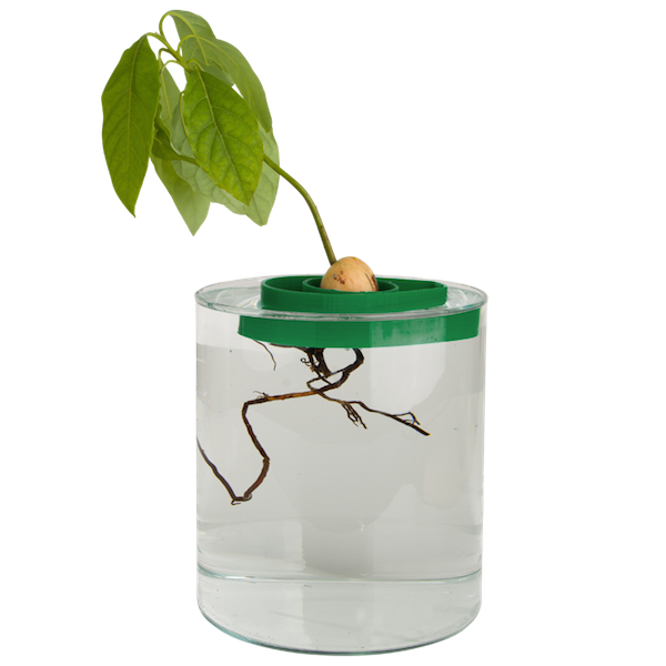 HenCorner's tweet photo. Now everyone can grow avocados at home http://t.co/fRZ1OuXUbk http://t.co/Dr26DDBIRg