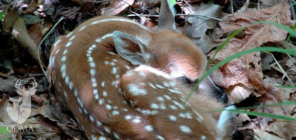 deerassociation's tweet photo. Have you spotted a fawn yet? Learn the myths of fawns and their survival strategies: http://t.co/g3nixSNodO http://t.co/rtNj5l1Dy6