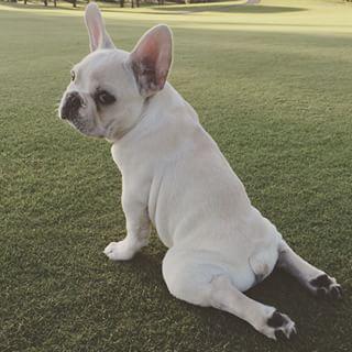 Frenchie_Cute's tweet photo. Happy hump day 🐸 #frenchie #frenchbulldog #humpday #frogie http://t.co/CbygzqKrw1 http://t.co/VKQAURVaLU