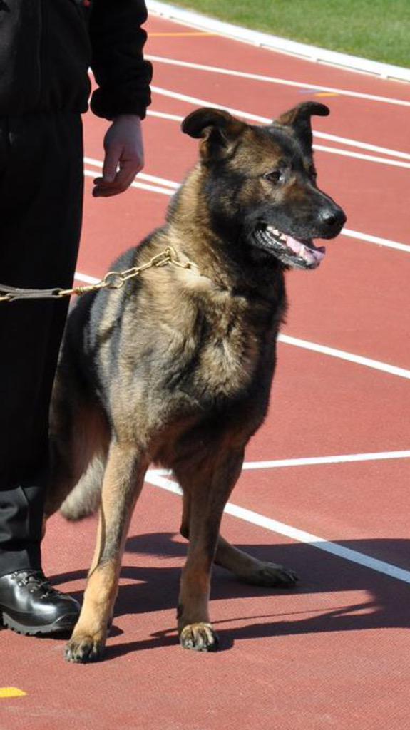 Breaking into someone's home in Maryhill tonight...you'll get a one on one chat with this officer #dog #police 🐶👮🚔