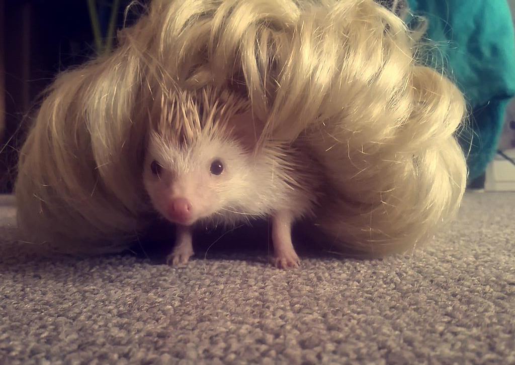 UON Nurses society tweet media