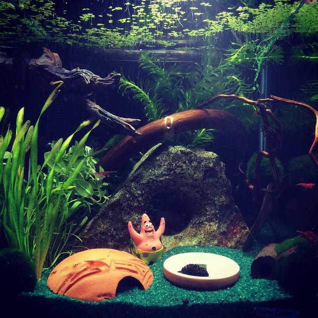 Akvaristan's tweet photo. #akvaristan #aquarium #akvaryum #aquarien Nanoscaping 🐠 #nanoart #nanoaquarium #nanoscaping #aquarium #aquascape #a… http://t.co/IEwFh5WnQD