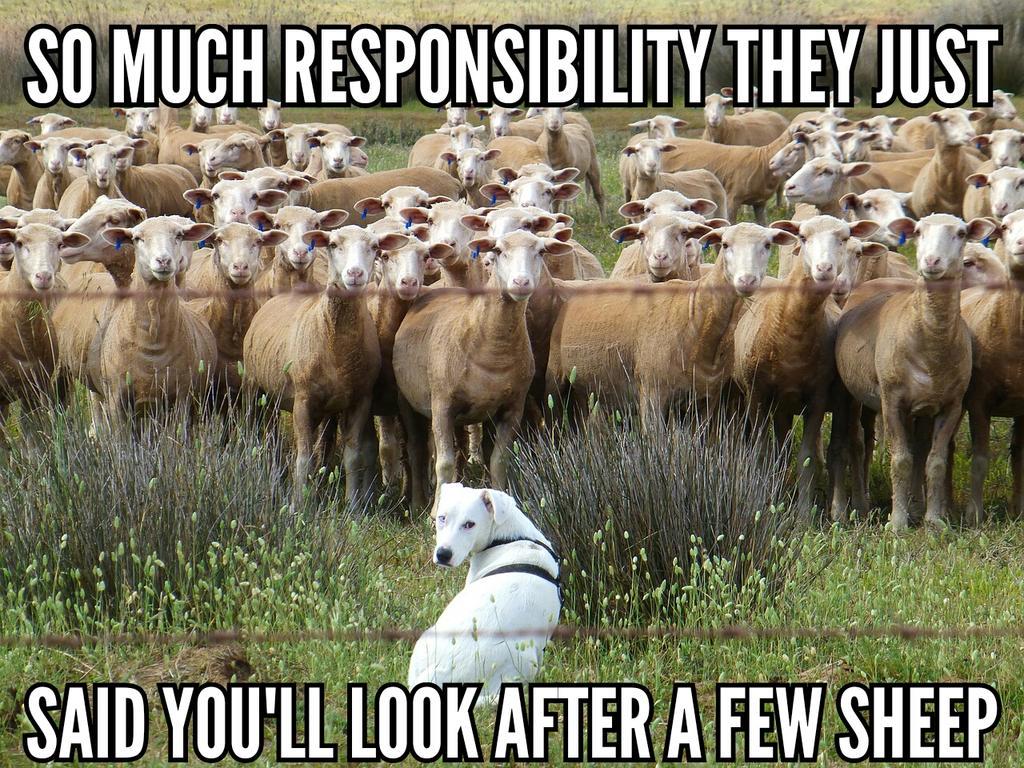 UKUSCAdoggie2's tweet photo. So much responsibility !
#workingdogs #sheepdogs #AdoptDontShop #dogsoftwitter http://t.co/9PcYZVvhWw