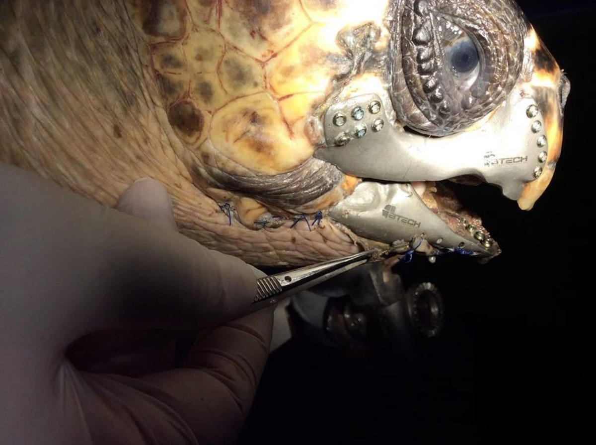washingtonpost's tweet photo. Turtle gets a 3-D printed titanium jaw, basically looks like a supervillain http://t.co/PhTY1e6Fab http://t.co/3WV0tYtC9K