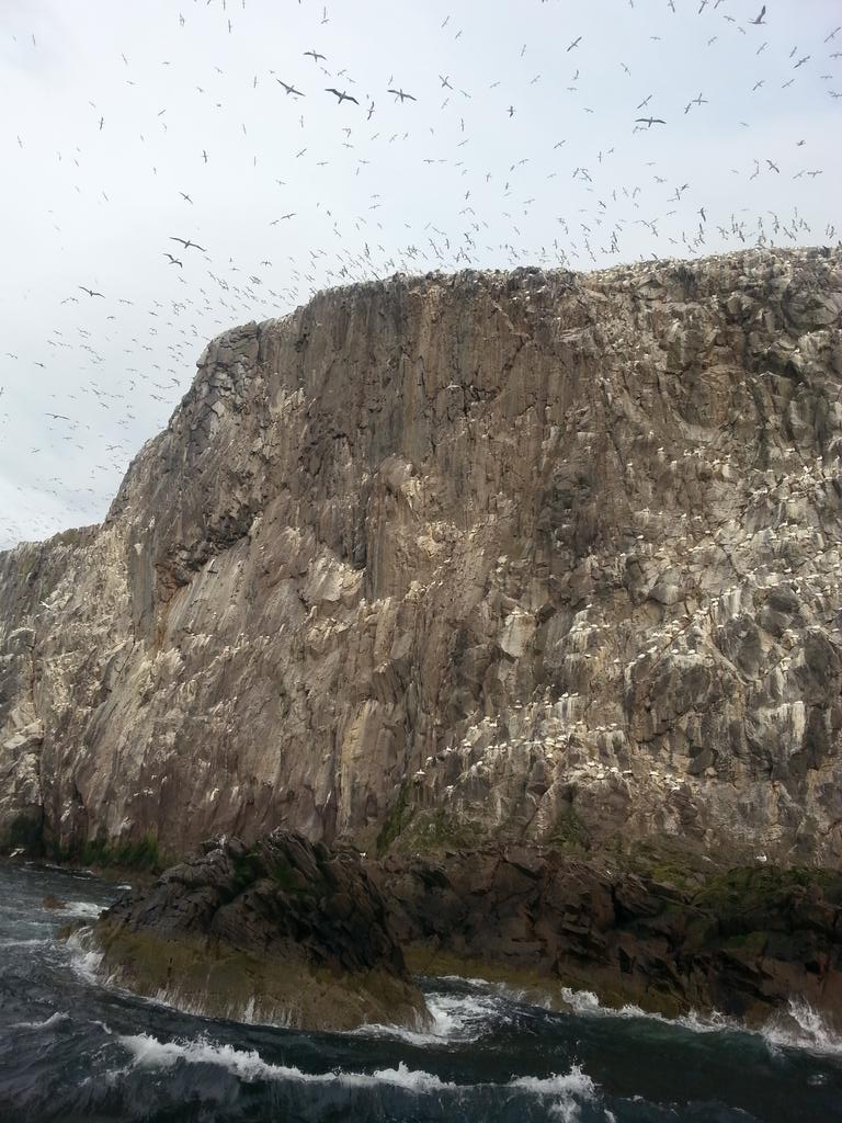 dwindmill1's tweet photo. Out at the Bass with 150,000 gannets. A wonder of the world on Edinburgh's doorstep. http://t.co/SVLQPx88Ga