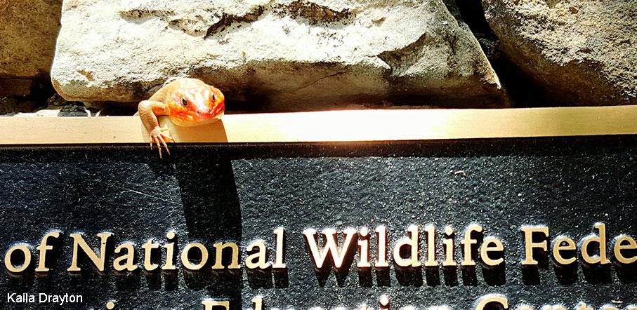 NWF's tweet photo. A broad-headed skink lounging outside our HQ this afternoon! We'll take it as a *sign* of appreciation. http://t.co/TS2snn5c3c