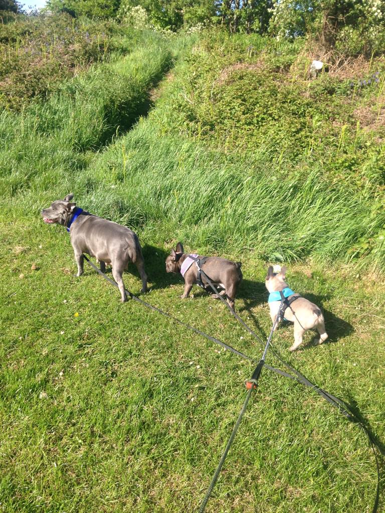 Crazypaws88's tweet photo. Out with my very own fur babies today. Remember every new customer gts 1 free dog walk #sheffield #crazypaws #uk http://t.co/JXt0Eec4p1