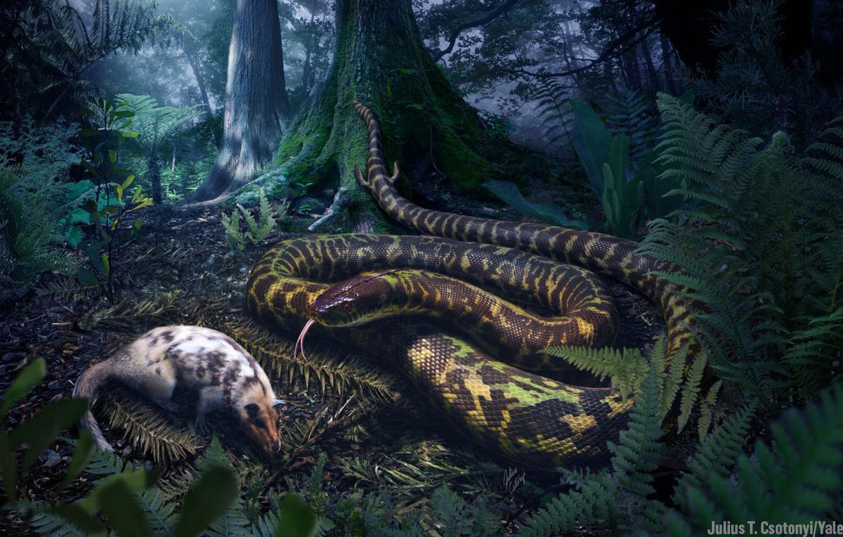 Discovery's tweet image. An early ancestral snake had hind legs, complete with toes and ankles, a @Yale study finds &amp;gt;&amp;gt; dsc.tv/Ncgvs