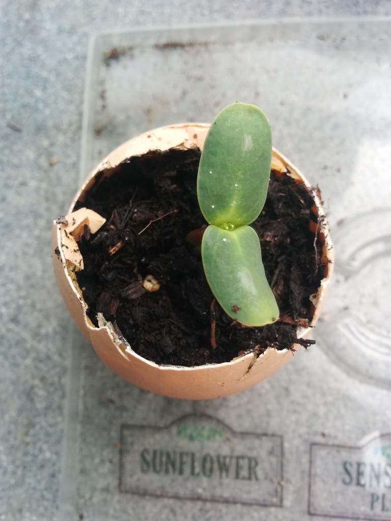 HippyHomemak3r's tweet photo. We're growing sunflowers in egg shells! #compostablecontainers #organicgardening #kidsgarden #nofoodwasted http://t.co/AnZtqdu4UI