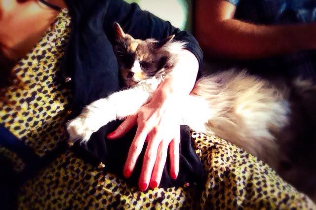 meplusbea's tweet photo. The only cat I've ever met who loves to snuggle... http://t.co/qfbHyyX1IO